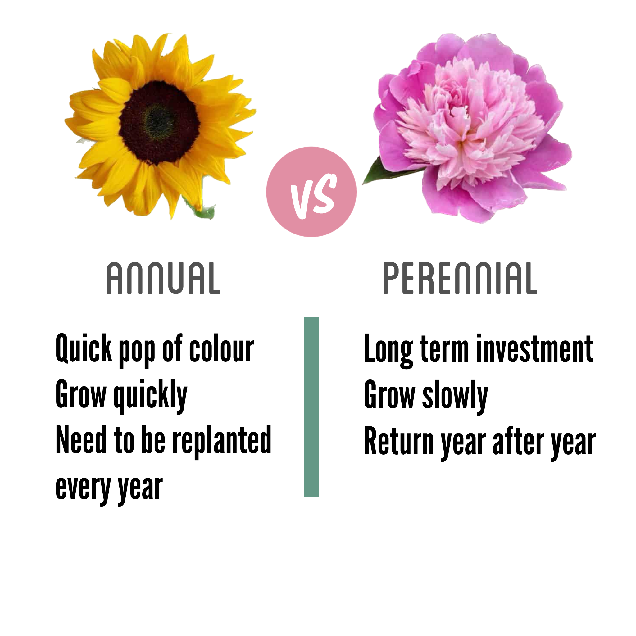 Annual or Perennial – what is the difference? – Weekend Drive